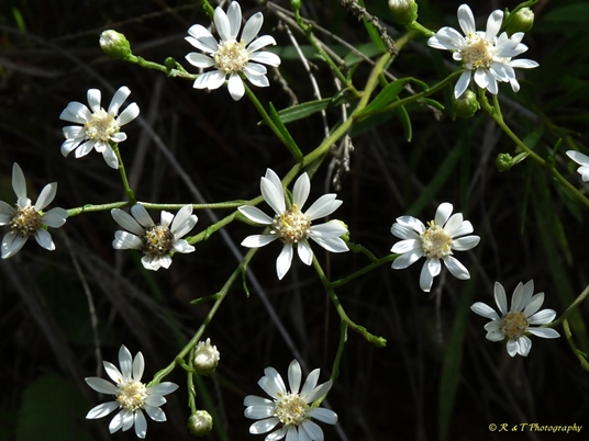 {Solidago ptarmicoides}